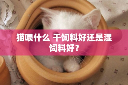 貓喂什么 干飼料好還是濕飼料好？