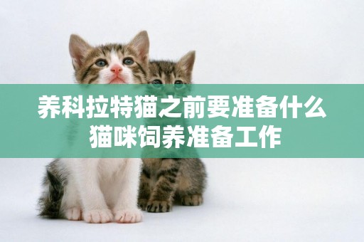 養科拉特貓之前要準備什么 貓咪飼養準備工作