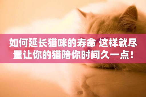 如何延長貓咪的壽命 這樣就盡量讓你的貓陪你時間久一點！