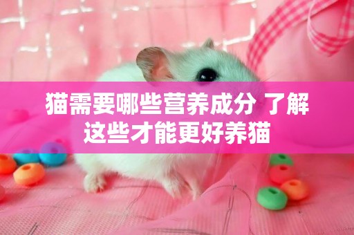 貓需要哪些營養成分 了解這些才能更好養貓