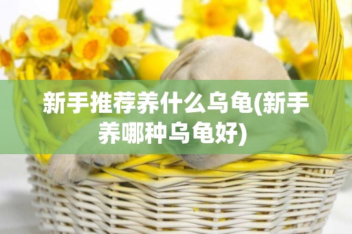 新手推薦養什么烏龜(新手養哪種烏龜好) 