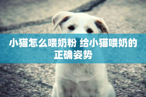 小貓怎么喂奶粉 給小貓喂奶的正確姿勢