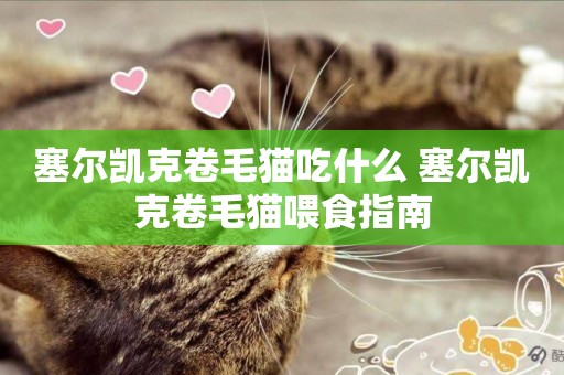 塞爾凱克卷毛貓吃什么 塞爾凱克卷毛貓喂食指南