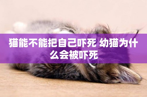 貓能不能把自己嚇死 幼貓為什么會被嚇死