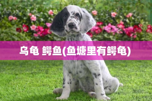 烏龜 鱷魚(魚塘里有鱷龜) 