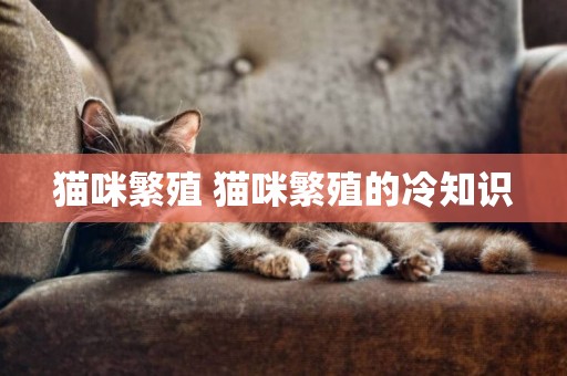 貓咪繁殖 貓咪繁殖的冷知識