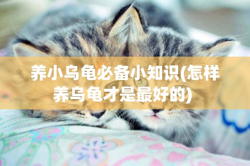 養小烏龜必備小知識(怎樣養烏龜才是最好的) 