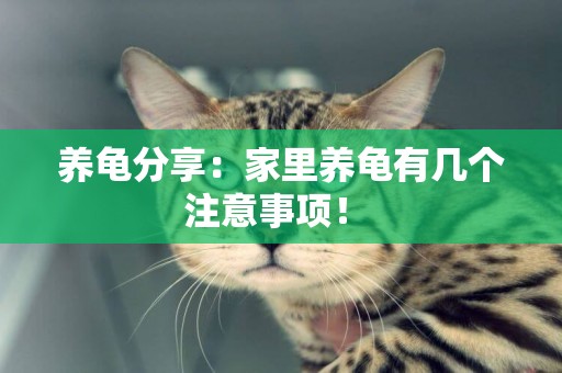 養龜分享：家里養龜有幾個注意事項！ 