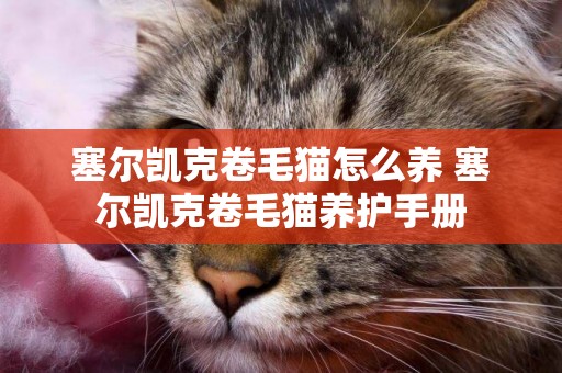 塞爾凱克卷毛貓怎么養 塞爾凱克卷毛貓養護手冊