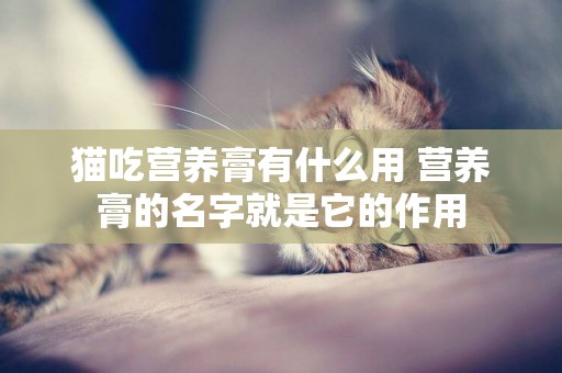 貓吃營養膏有什么用 營養膏的名字就是它的作用
