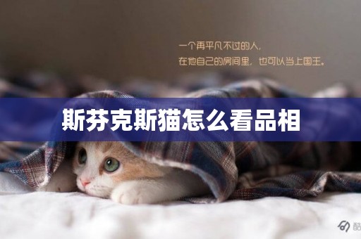 斯芬克斯貓怎么看品相