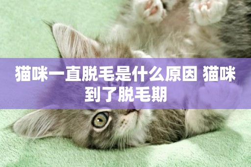 貓咪一直脫毛是什么原因 貓咪到了脫毛期