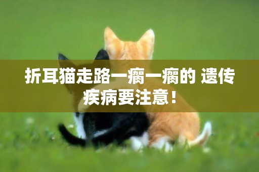 折耳貓走路一瘸一瘸的 遺傳疾病要注意！
