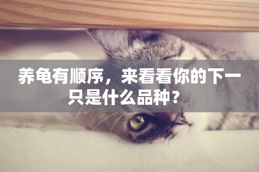 養龜有順序，來看看你的下一只是什么品種？ 