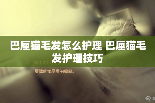 巴厘貓毛發怎么護理 巴厘貓毛發護理技巧