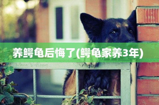 養鱷龜后悔了(鱷龜家養3年) 