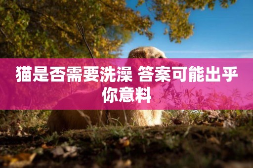 貓是否需要洗澡 答案可能出乎你意料