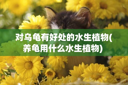 對烏龜有好處的水生植物(養龜用什么水生植物) 