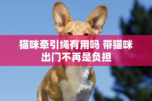 貓咪牽引繩有用嗎 帶貓咪出門不再是負擔