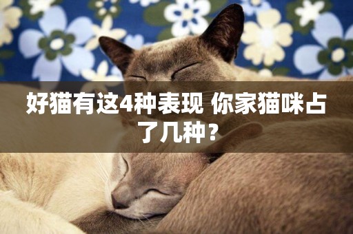 好貓有這4種表現 你家貓咪占了幾種？