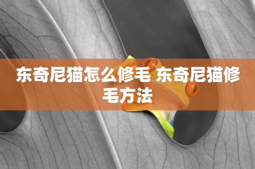 東奇尼貓怎么修毛 東奇尼貓修毛方法