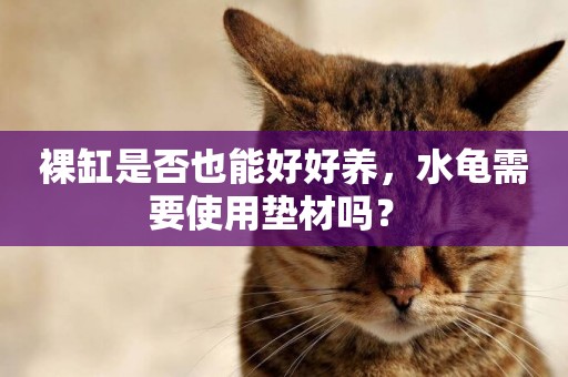 裸缸是否也能好好養，水龜需要使用墊材嗎？ 