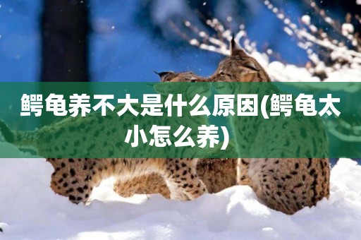 鱷龜養不大是什么原因(鱷龜太小怎么養) 