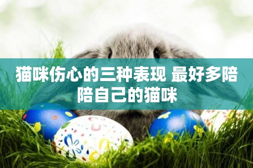 貓咪傷心的三種表現 最好多陪陪自己的貓咪