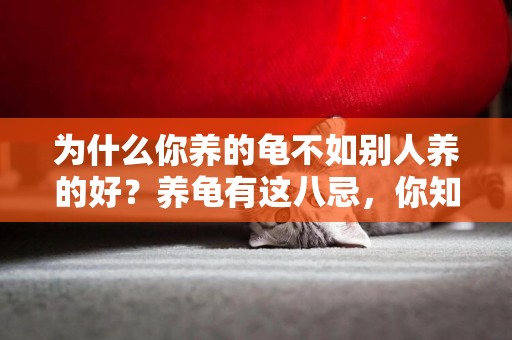 為什么你養的龜不如別人養的好？養龜有這八忌，你知道幾個？ 