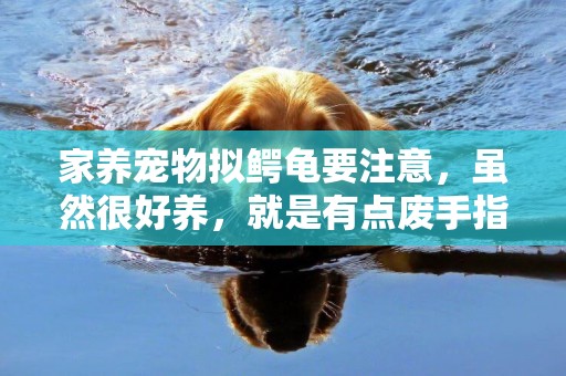 家養寵物擬鱷龜要注意，雖然很好養，就是有點廢手指 