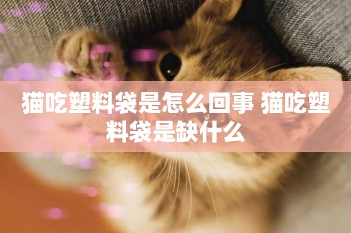 貓吃塑料袋是怎么回事 貓吃塑料袋是缺什么