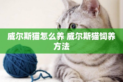 威爾斯貓怎么養 威爾斯貓飼養方法
