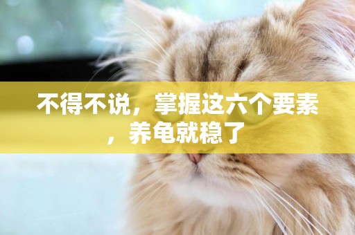不得不說，掌握這六個要素，養龜就穩了 