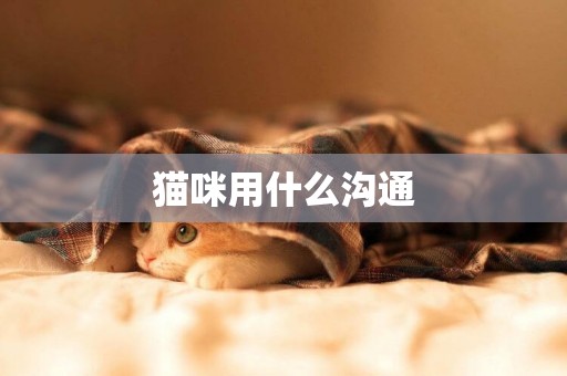 貓咪用什么溝通 貓咪用什么溝通