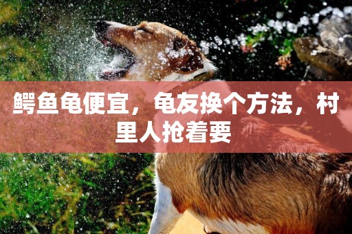 鱷魚龜便宜，龜友換個方法，村里人搶著要 