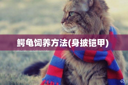 鱷龜飼養方法(身披鎧甲) 