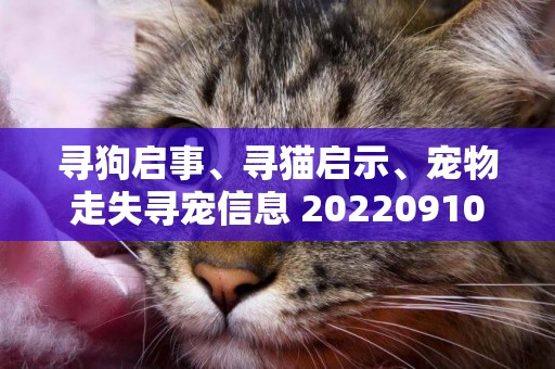 尋狗啟事、尋貓啟示、寵物走失尋寵信息?20220910寵友社 