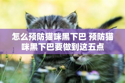 怎么預防貓咪黑下巴 預防貓咪黑下巴要做到這五點 怎么預防貓咪黑下巴 預防貓咪黑下巴要做到這五點