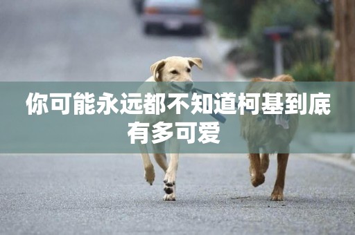 你可能永遠都不知道柯基到底有多可愛 