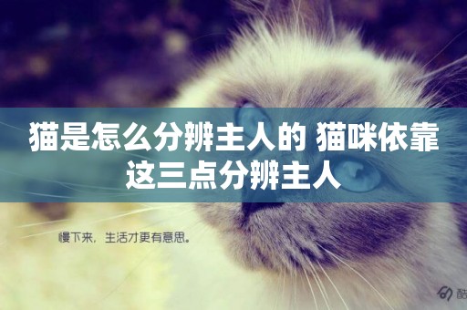 貓是怎么分辨主人的 貓咪依靠這三點分辨主人