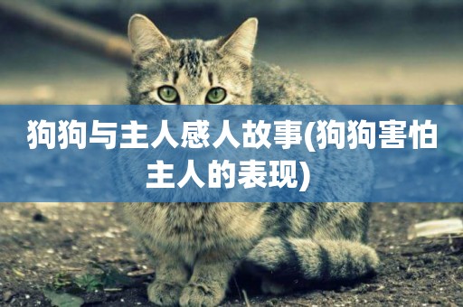 狗狗與主人感人故事(狗狗害怕主人的表現) 