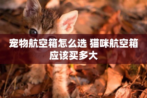 寵物航空箱怎么選 貓咪航空箱應該買多大