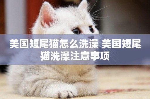 美國短尾貓怎么洗澡 美國短尾貓洗澡注意事項