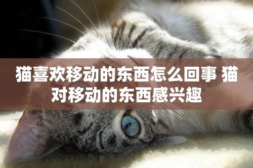 貓喜歡移動的東西怎么回事 貓對移動的東西感興趣