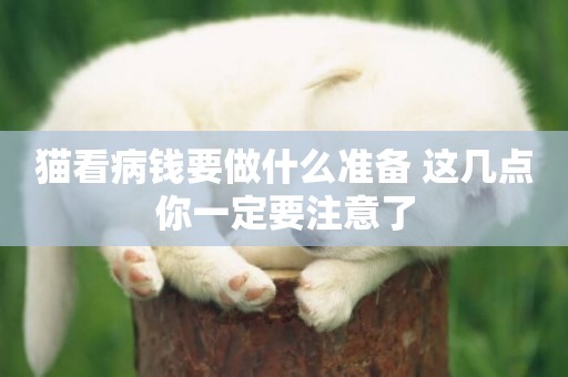 貓看病錢要做什么準備 這幾點你一定要注意了