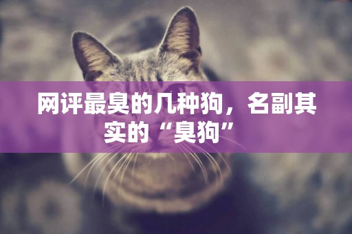網評最臭的幾種狗，名副其實的“臭狗” 