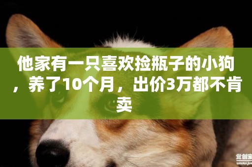 他家有一只喜歡撿瓶子的小狗，養了10個月，出價3萬都不肯賣 