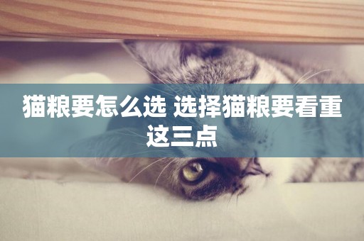 貓糧要怎么選 選擇貓糧要看重這三點 貓糧要怎么選 選擇貓糧要看重這三點