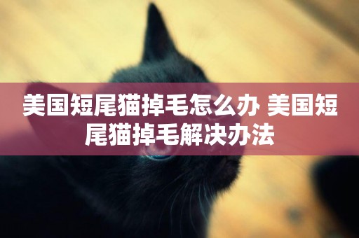 美國短尾貓掉毛怎么辦 美國短尾貓掉毛解決辦法