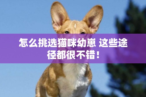 怎么挑選貓咪幼崽 這些途徑都很不錯！